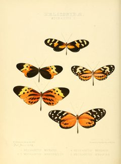 Illustrations of new species of exotic butterflies Mechanitis I by William Chapman Hewitson
. Used under a Public domain license.