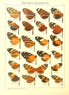 Macrolepidoptera15seit 0075 by Adalbert Seitz
. Used under a Public domain license.