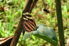 Melinaea lilis Costa Rica by Gabriele Kothe-Heinrich. Used under a CC BY-SA 3.0 license.