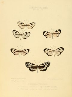 Illustrations of new species of exotic butterflies Ithomia XIII by William Chapman Hewitson
. Used under a Public domain license.