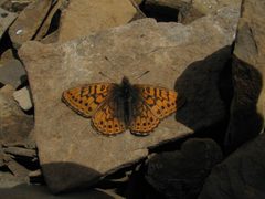 Boloria astarte by Doug Macaulay

https://www.inaturalist.org/people/mothmaniac. Used under a CC BY 4.0 license.