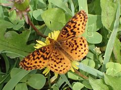 Boloria bellona by Kaldari. Used under a CC0 license.