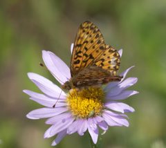 Boloria chariclea P1250786a by 
xpda. Used under a CC BY-SA 4.0 license.