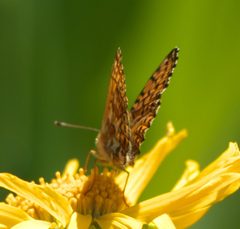 Boloria chariclea helena P1470675a by 
xpda. Used under a CC BY-SA 4.0 license.