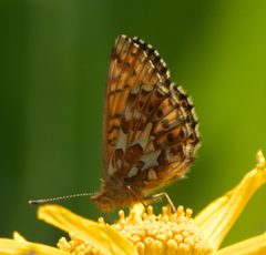 Boloria chariclea helena P1470676a by 
xpda. Used under a CC BY-SA 4.0 license.