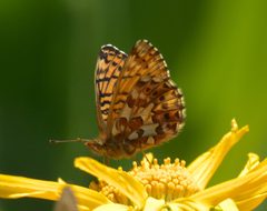 Boloria chariclea helena P1470677a by 
xpda. Used under a CC BY-SA 4.0 license.