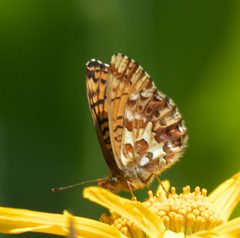 Boloria chariclea helena P1470678a by 
xpda. Used under a CC BY-SA 4.0 license.