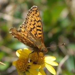 Boloria chariclea helena P1480443a by 
xpda. Used under a CC BY-SA 4.0 license.