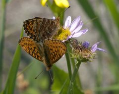 Boloria chariclea ingens P1250841a by 
xpda. Used under a CC BY-SA 4.0 license.