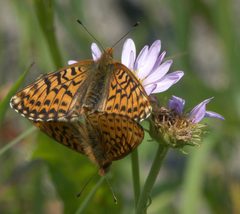 Boloria chariclea ingens P1250846a by 
xpda. Used under a CC BY-SA 4.0 license.