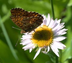 Boloria chariclea rainieri P1050377b by 
xpda. Used under a CC BY-SA 4.0 license.