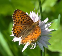 Boloria chariclea rainieri P1050381b by 
xpda. Used under a CC BY-SA 4.0 license.