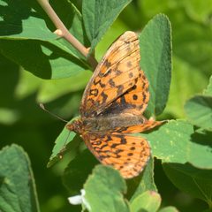 Boloria epithore P1050225b by 
xpda. Used under a CC BY-SA 4.0 license.