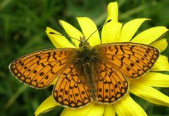 Boloria-eunomia by Joan Carles Hinojosa Galisteo. Used under a CC BY-SA 3.0 license.