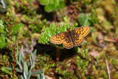 Boloria eunomia by Tero Laakso. Used under a CC BY 2.0 license.