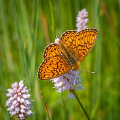 Boloria eunomia-pjt by Pjt56. Used under a CC BY-SA 4.0 license.