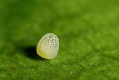 Boloria eunomia egg by Gilles San Martin. Used under a CC BY-SA 2.0 license.