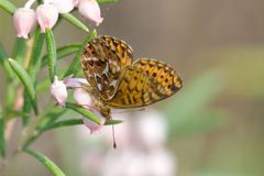 Boloria freija 285422823 by Owen Strickland. Used under a CC0 license.