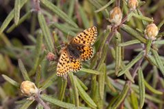 Boloria freija 45761648 by Svyatoslav Knyazev. Used under a CC BY 4.0 license.