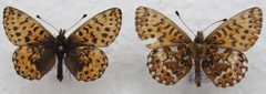 Boloria freija Kurjenrahka by Lepidoptera_of_Kurjenrahka.jpg: J. Albert Vallunen (Albval)
derivative work: J. Albert Vallunen (Albval). Used under a CC BY-SA 3.0 license.
