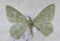 Chlorissa viridata Kurjenrahka by Lepidoptera_of_Kurjenrahka.jpg: J. Albert Vallunen (Albval)
derivative work: J. Albert Vallunen (Albval). Used under a CC BY-SA 3.0 license.