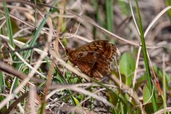 Boloria frigga gibsoni imported from iNaturalist photo 54534509 on 1 January 2024 by (c) Kristof Zyskowski, some rights reserved (CC BY). Used under a CC BY 4.0 license.