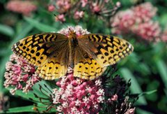 Speyeria cybele by Dave Menke, U.S. Fish and Wildlife Service. Used under a Public domain license.