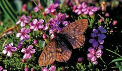 Boloria improba - Nature Conservation-001-073-g027 by Nils Ryrholm. Used under a CC BY 3.0 license.