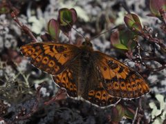 Boloria polaris 137837799 by Matt Muir. Used under a CC BY 4.0 license.