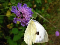 Pieridae 1 by Հովհաննիսյան Արմինե. Used under a CC BY-SA 4.0 license.