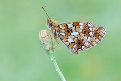 20170728-IMG 3012-b Boloria selene by Carsten Siegel. Used under a CC BY-SA 4.0 license.