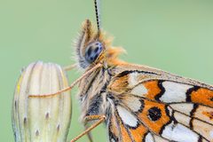 20170728-IMG 3019 Boloria selene by Carsten Siegel. Used under a CC BY-SA 4.0 license.
