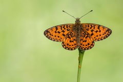 20170801-IMG 3930-b Boloria selene by Carsten Siegel. Used under a CC BY-SA 4.0 license.