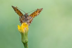 20170801-IMG 3944-b Boloria selene by Carsten Siegel. Used under a CC BY-SA 4.0 license.