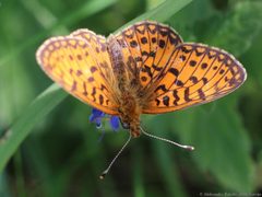 Boloria selene 01 by AfroBrazilian. Used under a CC BY-SA 4.0 license.