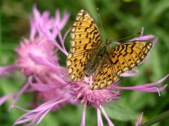 Boloria selene 2 by wikipedia. Used under a CC BY-SA 3.0 license.