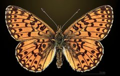 Boloria selene MHNT CUT 2013 3 21 Sornac Dos by Didier Descouens. Used under a CC BY-SA 4.0 license.
