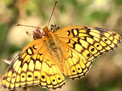 Euptoieta claudia-dorsal by Peterwchen. Used under a CC BY-SA 4.0 license.