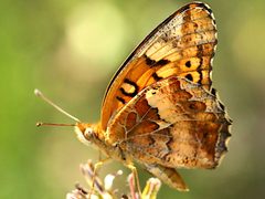 Euptoieta claudia-ventral by Peterwchen. Used under a CC BY-SA 4.0 license.