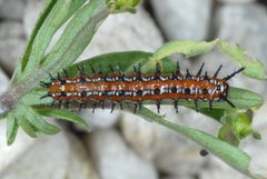 Euptoieta claudia2 by DouglasGoldman. Used under a CC BY-SA 4.0 license.