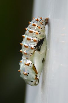 Variegated Fritillary Pupa by Lonnie Huffman. Used under a CC BY 3.0 license.