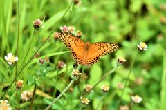 Euptoieta hegesia by AAleMA ciencias. Used under a CC BY-SA 4.0 license.
