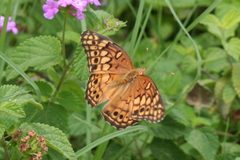 Euptoieta hegesia 1 by Anne Toal from US. Used under a CC BY 2.0 license.