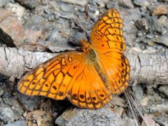 Euptoieta hegesia meridiania by Francisco Farriols Sarabia. Used under a CC BY 4.0 license.