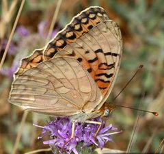 Unsilvered fritillary butterfly by Jeffrey Pippin, Pacific Southwest Region U.S. Fish and Wildlife Service. Used under a CC BY 2.0 license.