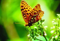 Aphrodite fritaillary on milkweed speyeria aphrodite by Sturm Ken, U.S. Fish and Wildlife Service. Used under a Public domain license.