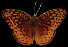 Speyeria aphrodite alcestis-transparent by Nature Study Publishing Company, Chicago.
. Used under a Public domain license.