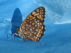 Atlantis Fritillary by D. Gordon E. Robertson. Used under a CC BY-SA 3.0 license.