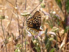 Speyeria callippe callippe by SACRAMENTO FISH AND WILDLIFE OFFICE; U.S. Fish and Wildlife Service. Used under a Public domain license.