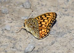 Coronis Fritillary 01 by VJAnderson. Used under a CC BY-SA 4.0 license.